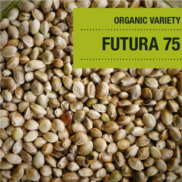 Futura 75