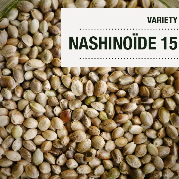 NASHINOÏDE 15