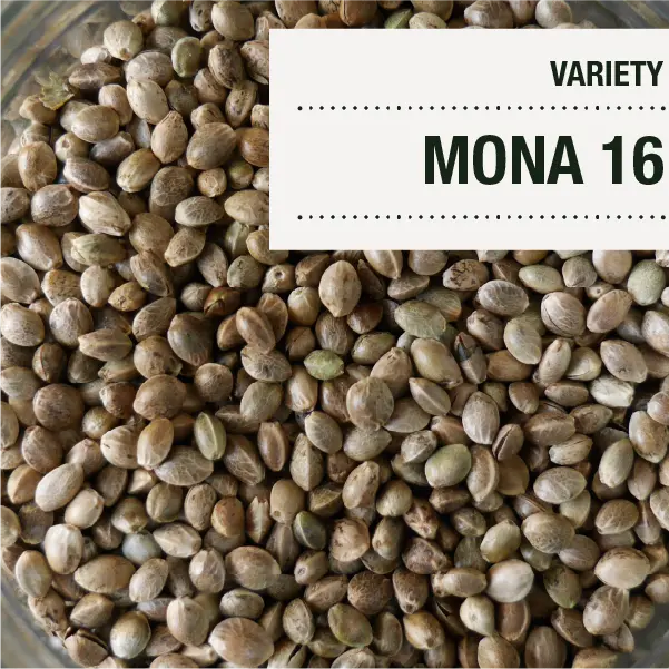 Mona 16